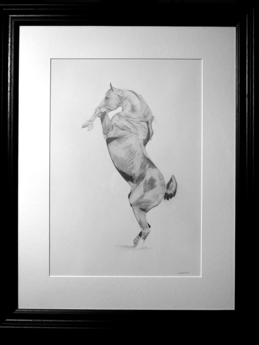 Pencil drawing of rearing stallion black frame